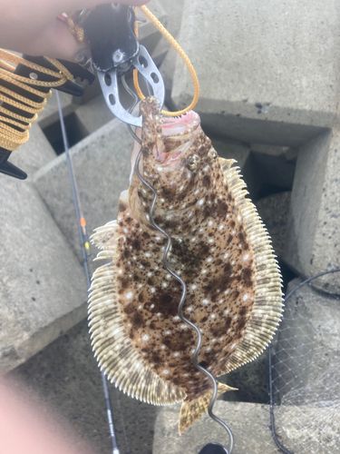 ソゲの釣果