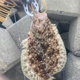 ソゲ