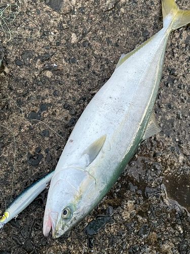 フクラギの釣果