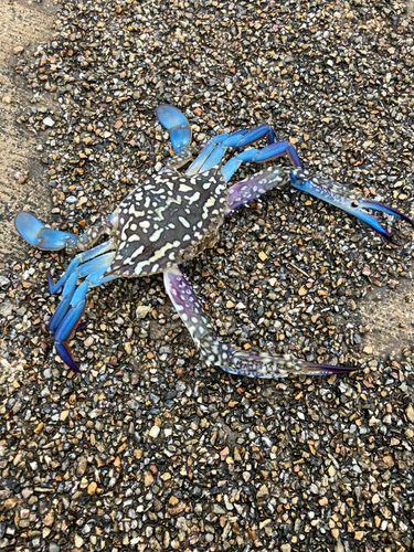 タイワンガザミの釣果