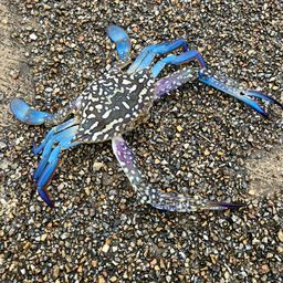 タイワンガザミ