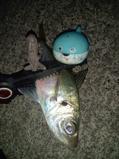 マアジの釣果