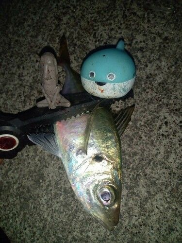 三陸海岸（岩手）