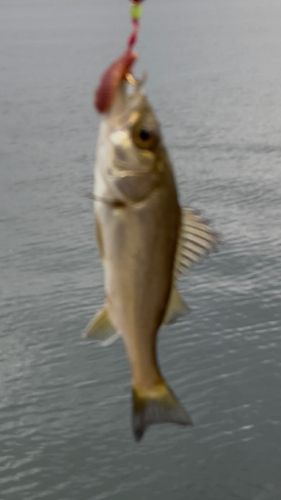 セイゴ（ヒラスズキ）の釣果