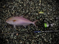 ショゴの釣果