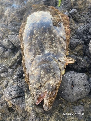 ヒラメの釣果