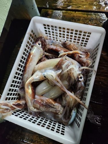 イカの釣果