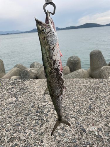 サゴシの釣果