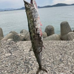 サゴシ
