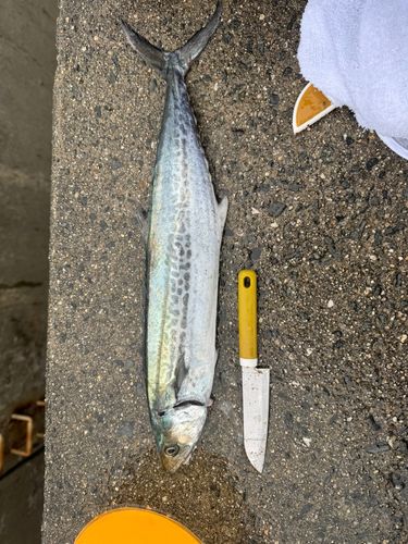 サゴシの釣果