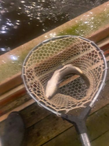コイの釣果
