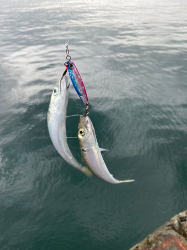 サバの釣果