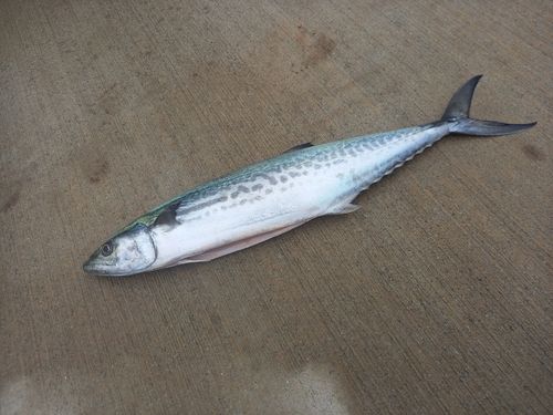 サゴシの釣果