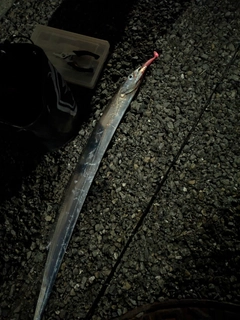 タチウオの釣果