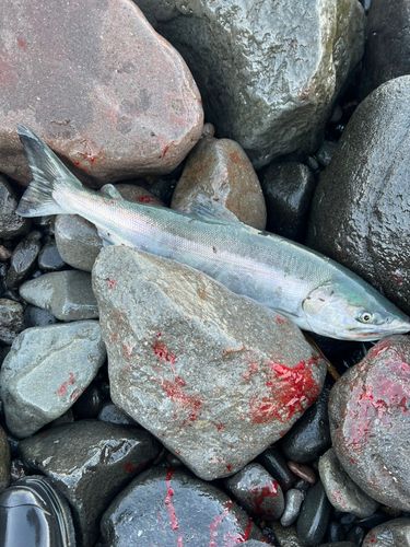 サケの釣果