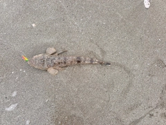 マゴチの釣果