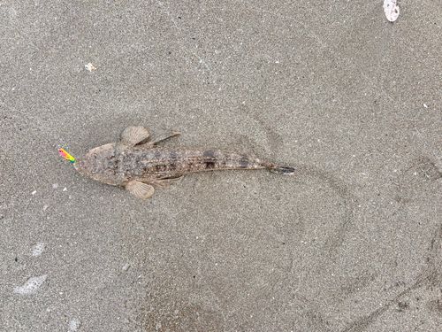 マゴチの釣果