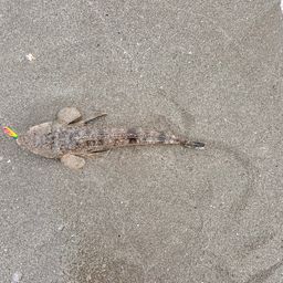 マゴチ