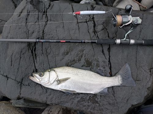 ヒラスズキの釣果