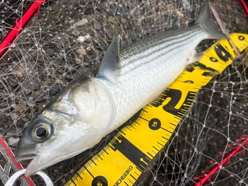 ボラの釣果