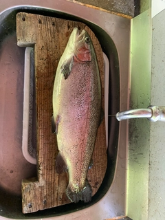 ニジマスの釣果