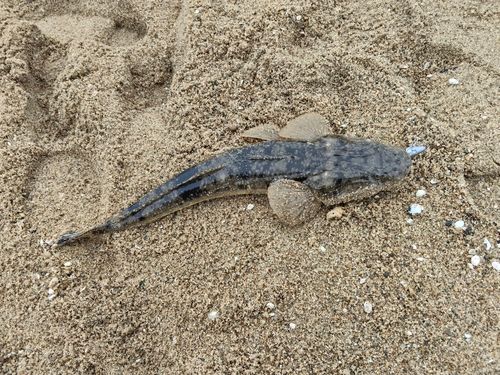 マゴチの釣果
