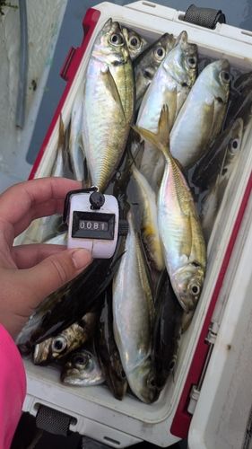 アジの釣果