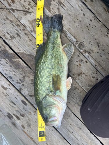 ラージマウスバスの釣果
