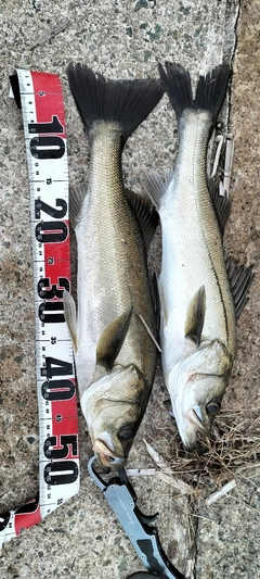 シーバスの釣果