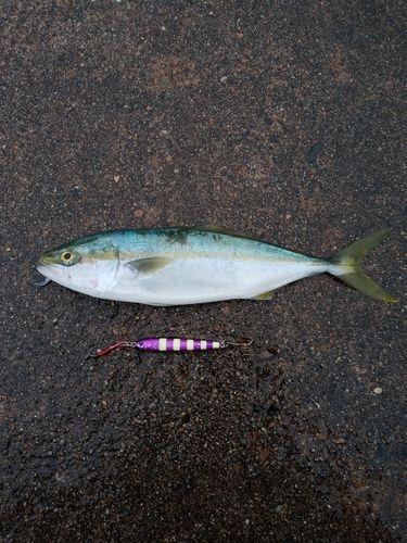 メジナの釣果