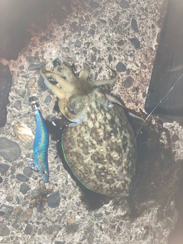 モンゴウイカの釣果