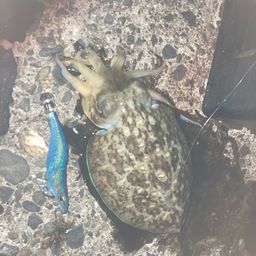 モンゴウイカ