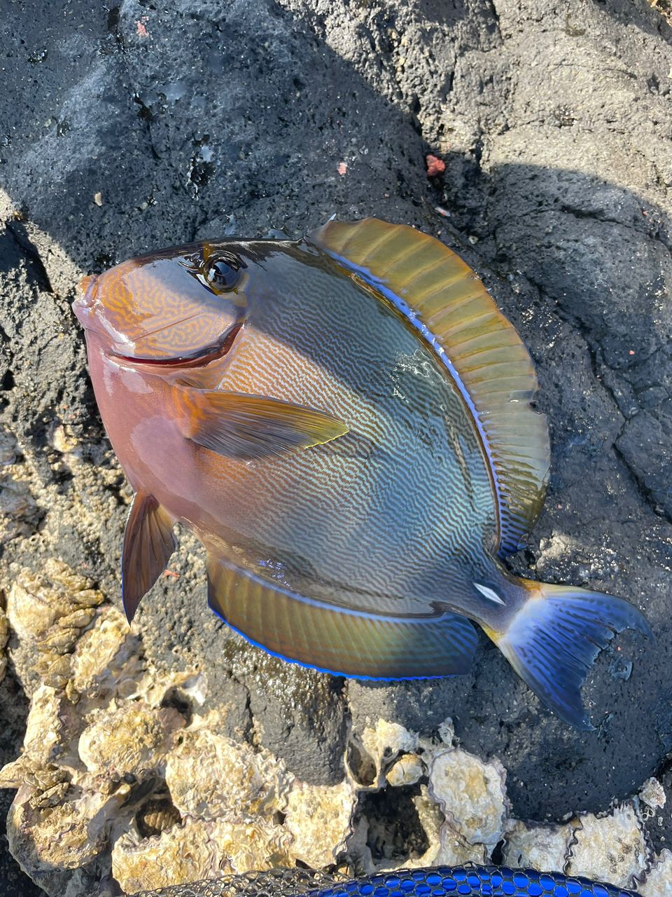 ニセカンランハギ