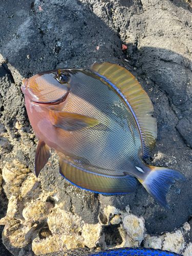 ニセカンランハギの釣果