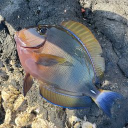 ニセカンランハギ