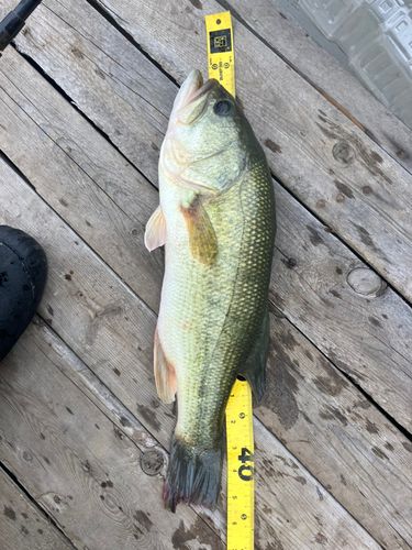 ラージマウスバスの釣果