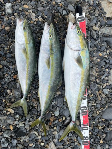 ブリの釣果