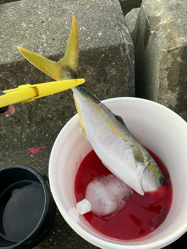 ワラサの釣果