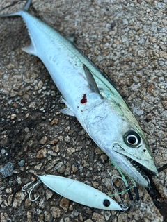 サゴシの釣果