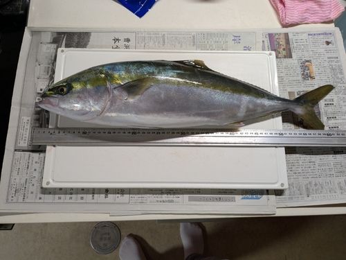 釜石湾
