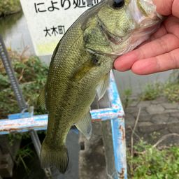 ブラックバス