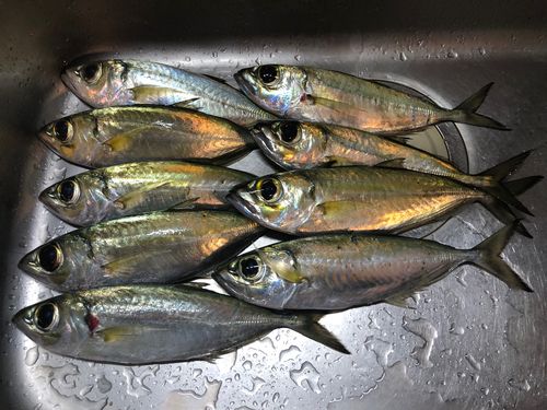 メアジの釣果