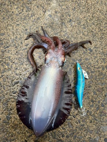 アオリイカの釣果