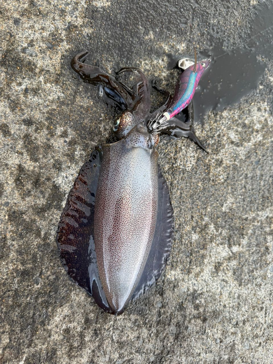 アオリイカ