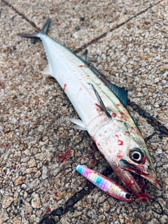 サゴシの釣果