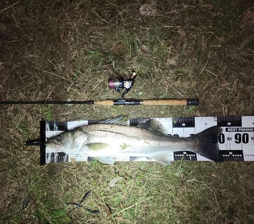 シーバスの釣果