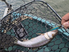 ハスの釣果