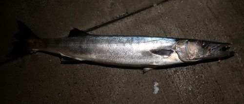 オニカマスの釣果