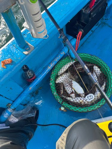 ショウサイフグの釣果