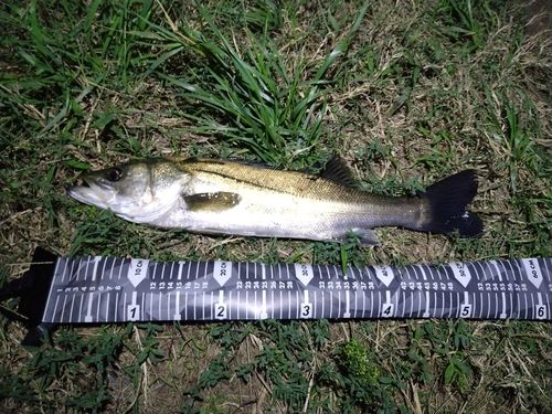 フッコ（マルスズキ）の釣果